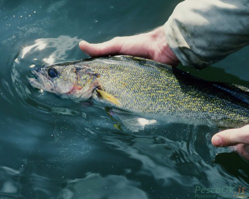 pesce in mano ad un pescatore sul pelo dell'acqua